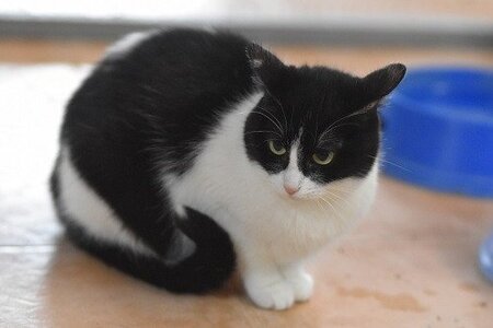 Adopter Fabi