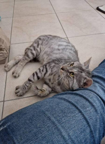 Adopter Faro