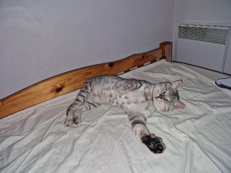 Adopter Faro
