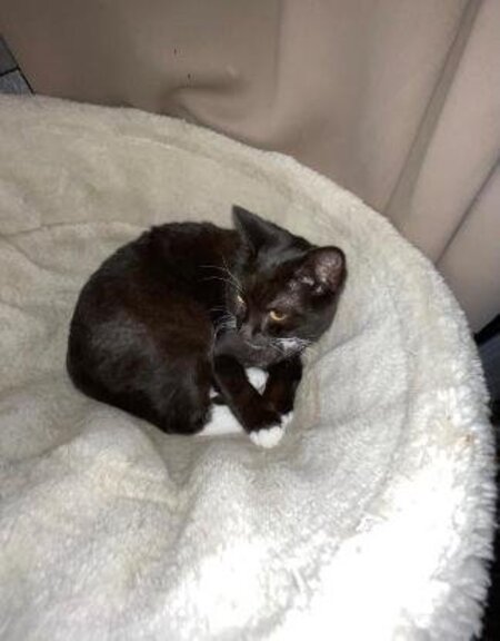 Adopter Féline et smoke
