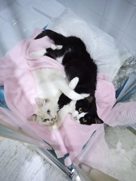Adopter Felisa