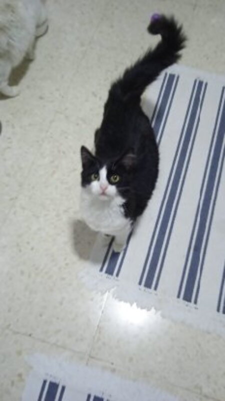 Adopter Felisa