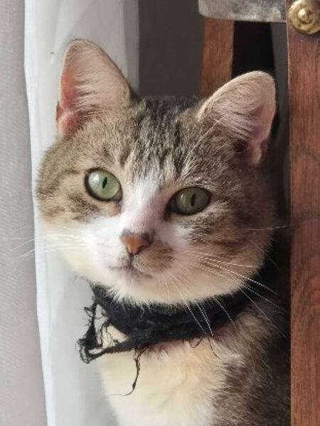 Adopter Feuilleté