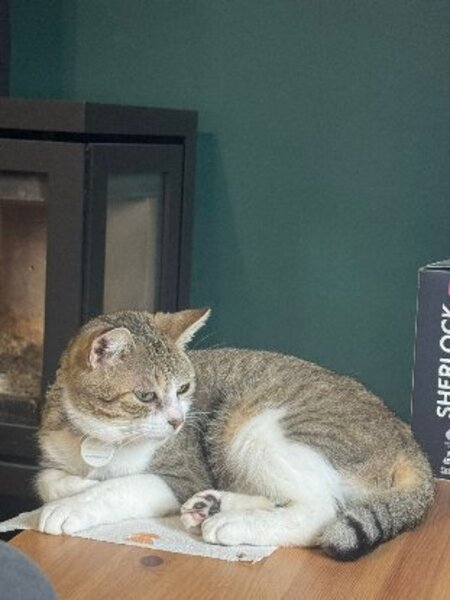 Adopter Feuilleté