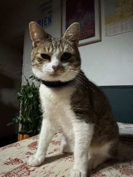 Adopter Feuilleté
