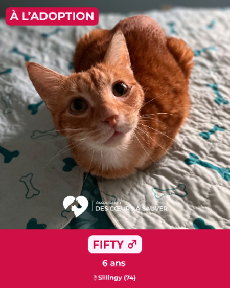 Adopter Fifty
