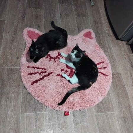 Adopter Figolu