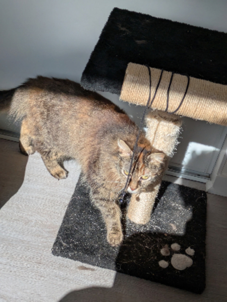 Adopter Fika