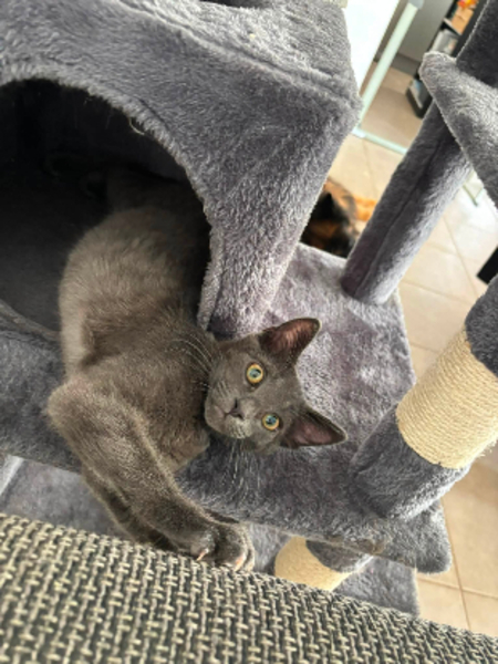 Adopter Fileo