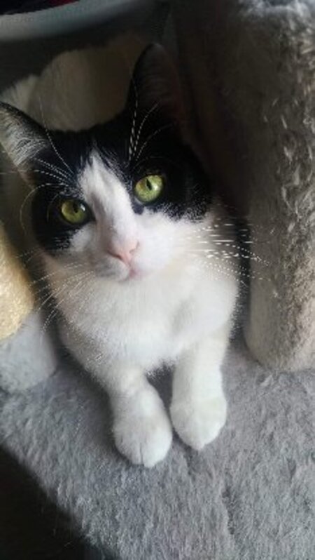 Adopter Filetto