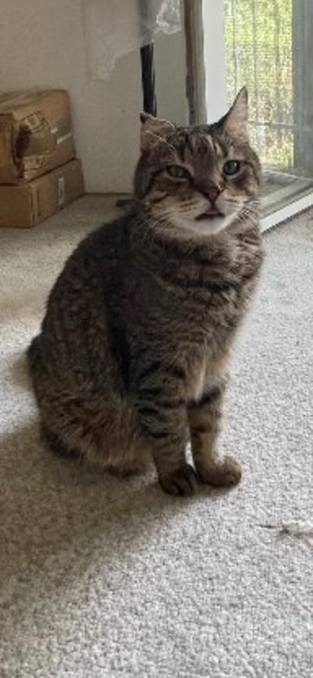 Adopter Filou