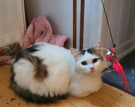 Adopter Flanelle