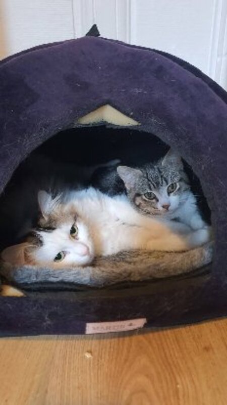 Adopter Flanelle