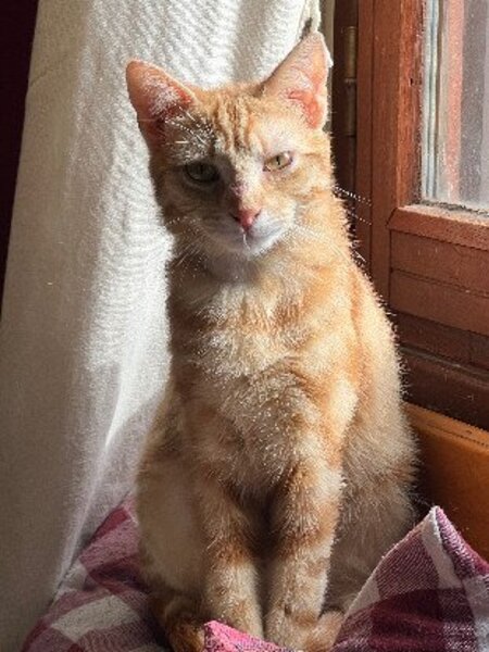 Adopter Fleury