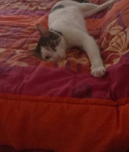 Adopter Floki