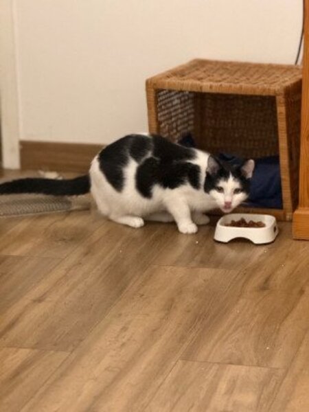 Adopter Florentin