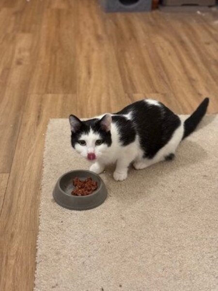 Adopter Florentin
