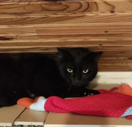 Adopter Freesby