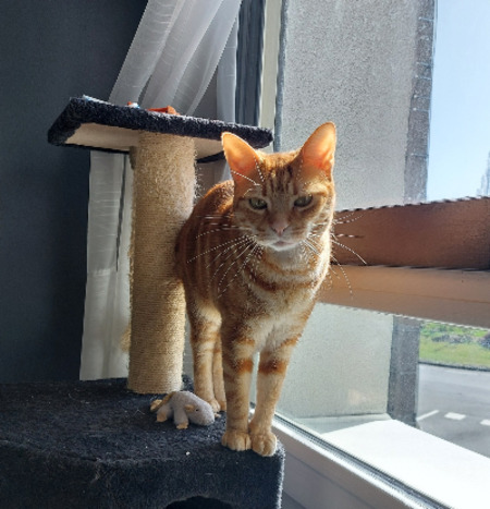 Adopter Freyja