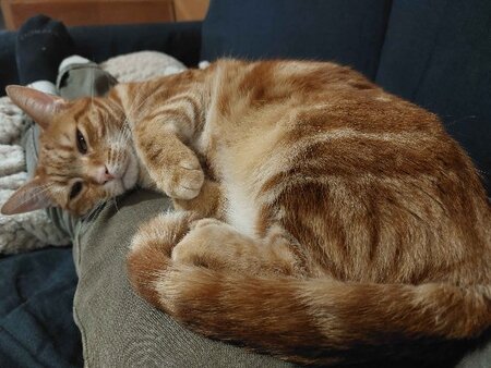 Adopter Freyja