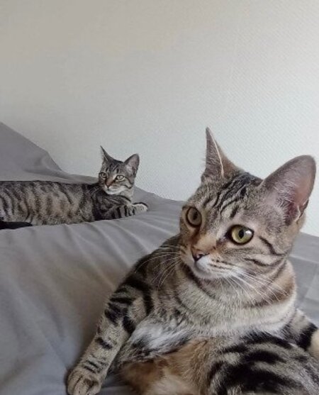 Adopter Freyja et athena