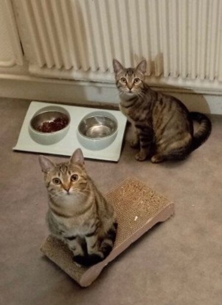 Adopter Freyja et athena