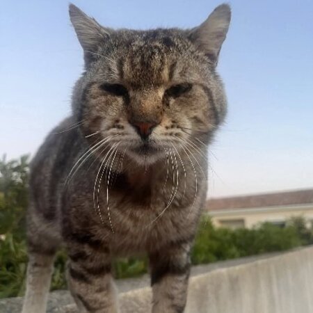 Adopter Fripouille