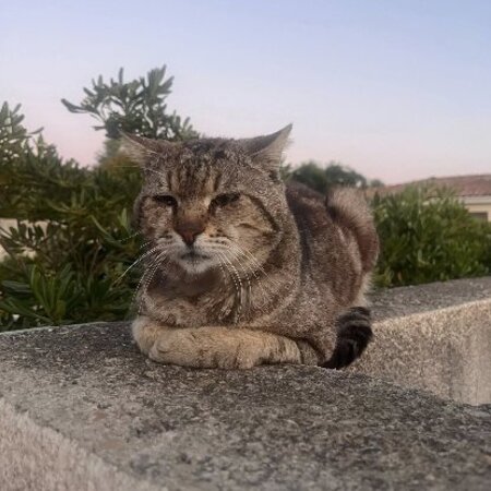 Adopter Fripouille
