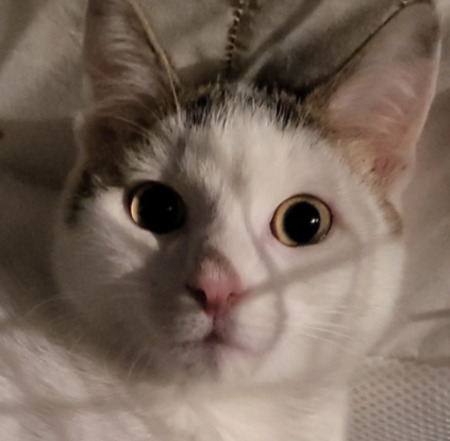 Adopter Fuyu
