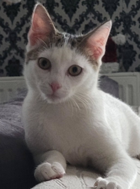 Adopter Fuyu