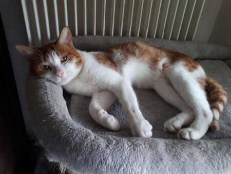 Adopter Gaby
