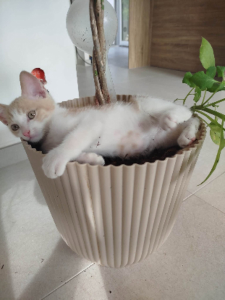 Adopter Gaby et pandi