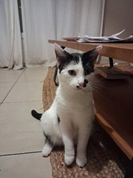 Adopter Galia