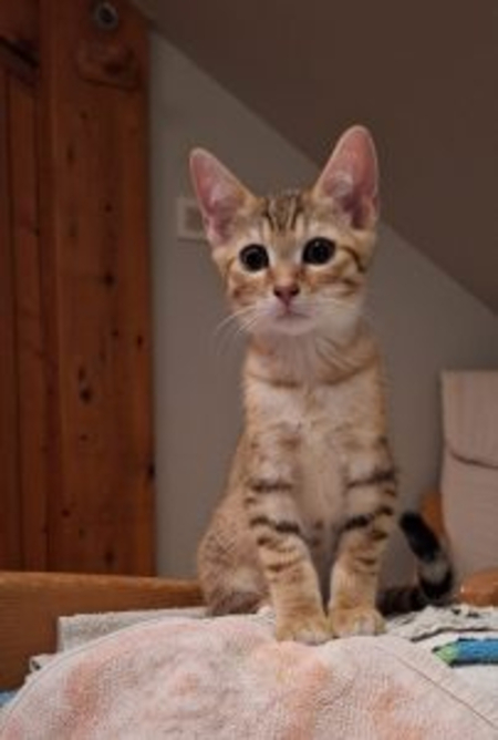 Adopter Gamin