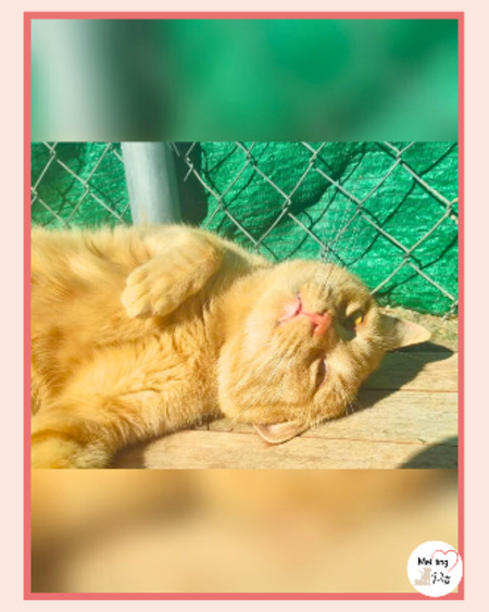 Adopter Garfield