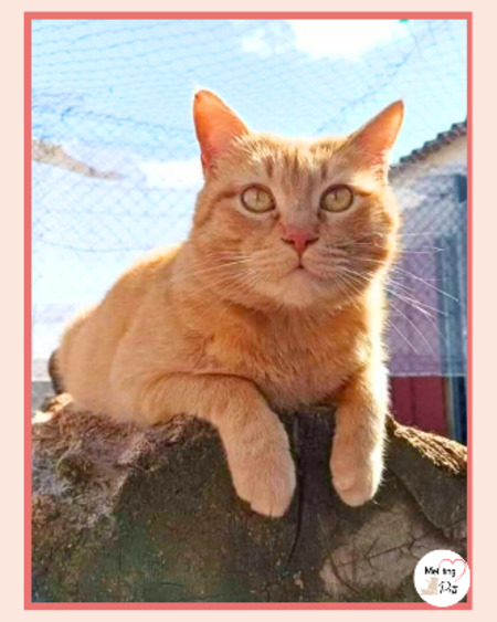 Adopter Garfield