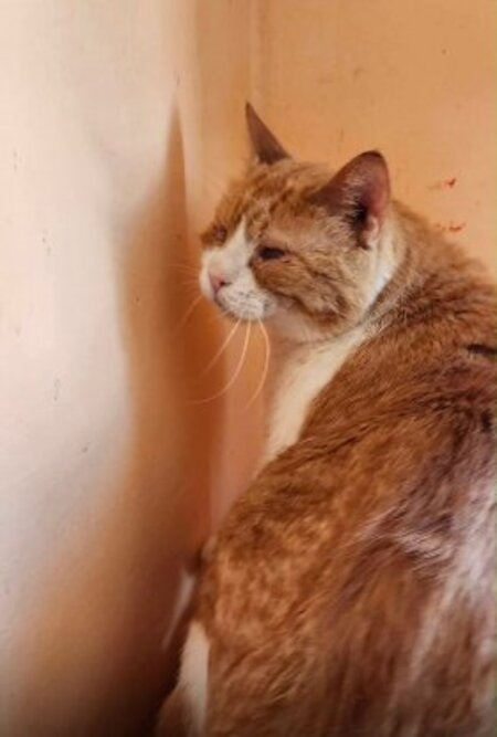 Adopter Garnar