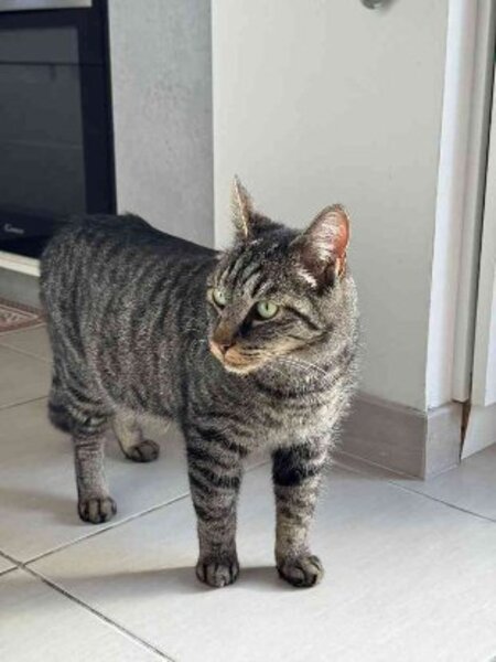 Adopter Gaspard