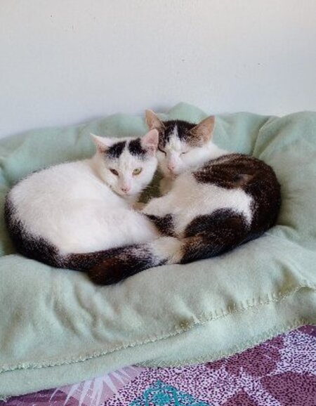 Adopter Gaufrette