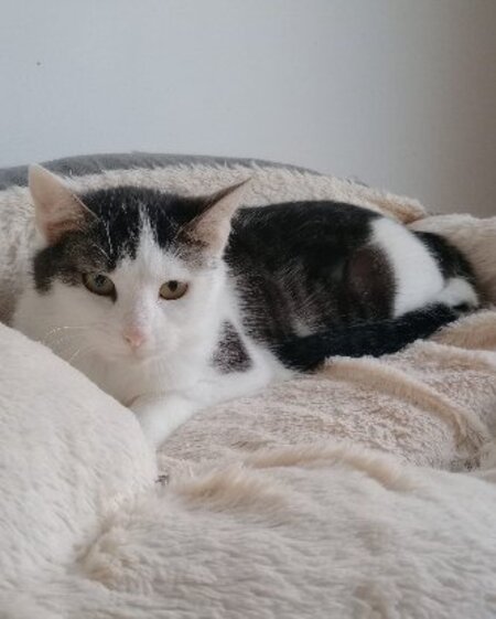 Adopter Gaufrette