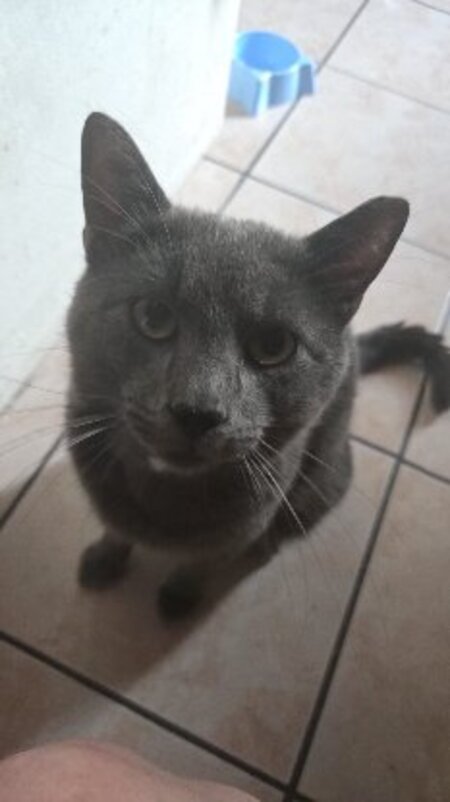 Adopter Gavroche