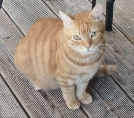 Adopter Gigetto