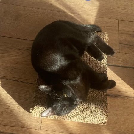 Adopter Gigi