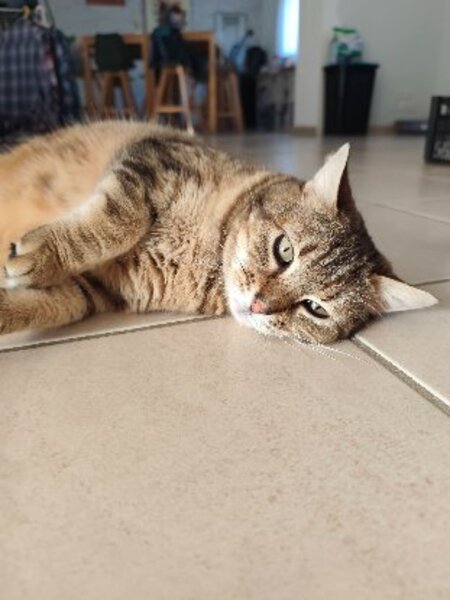 Adopter Gigi