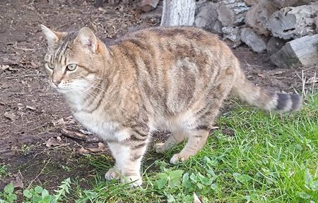 Adopter Gigi