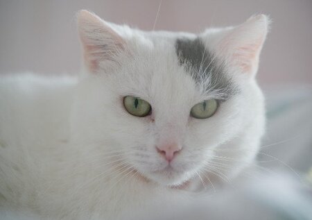 Adopter Ginger