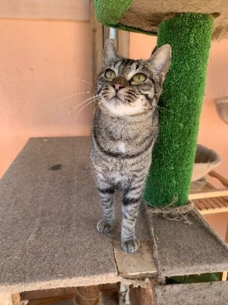 Adopter Ginny