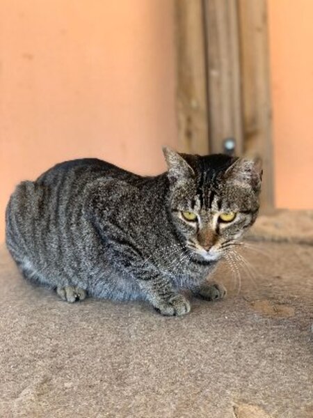 Adopter Ginny
