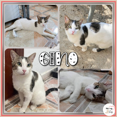 Adopter Gino