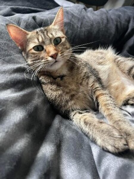 Adopter Gisele